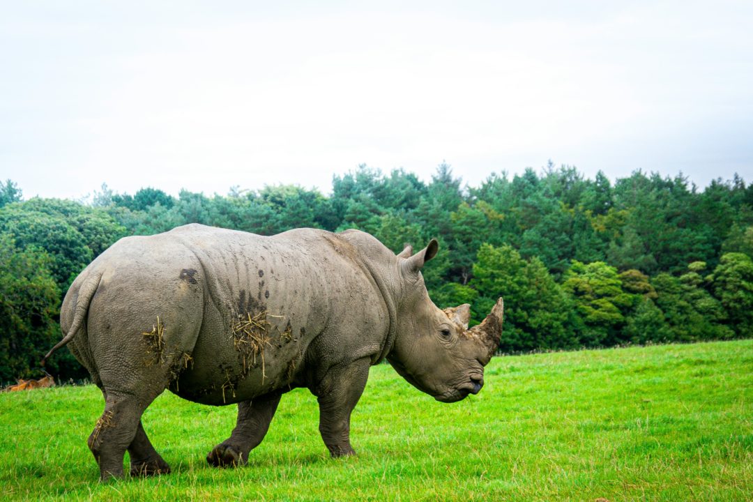 Knowsley Safari Park