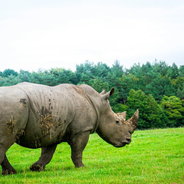 Knowsley Safari Park